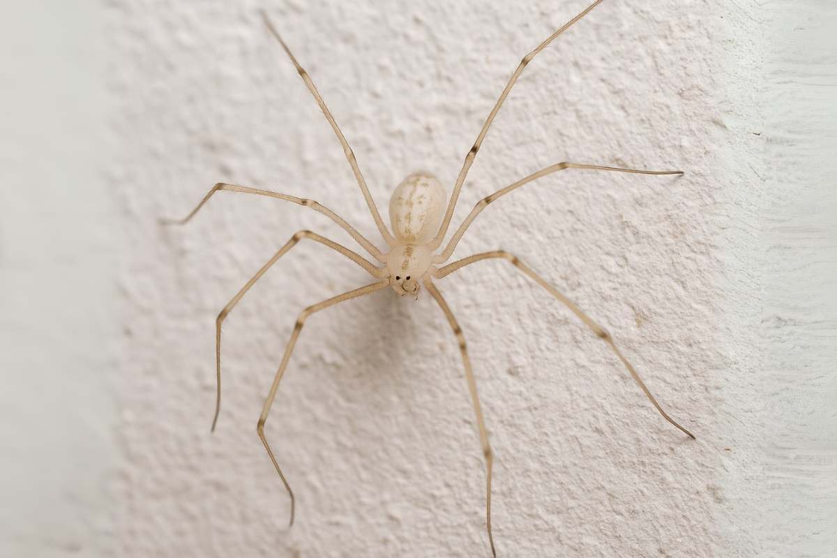 ragno bianco su un muro