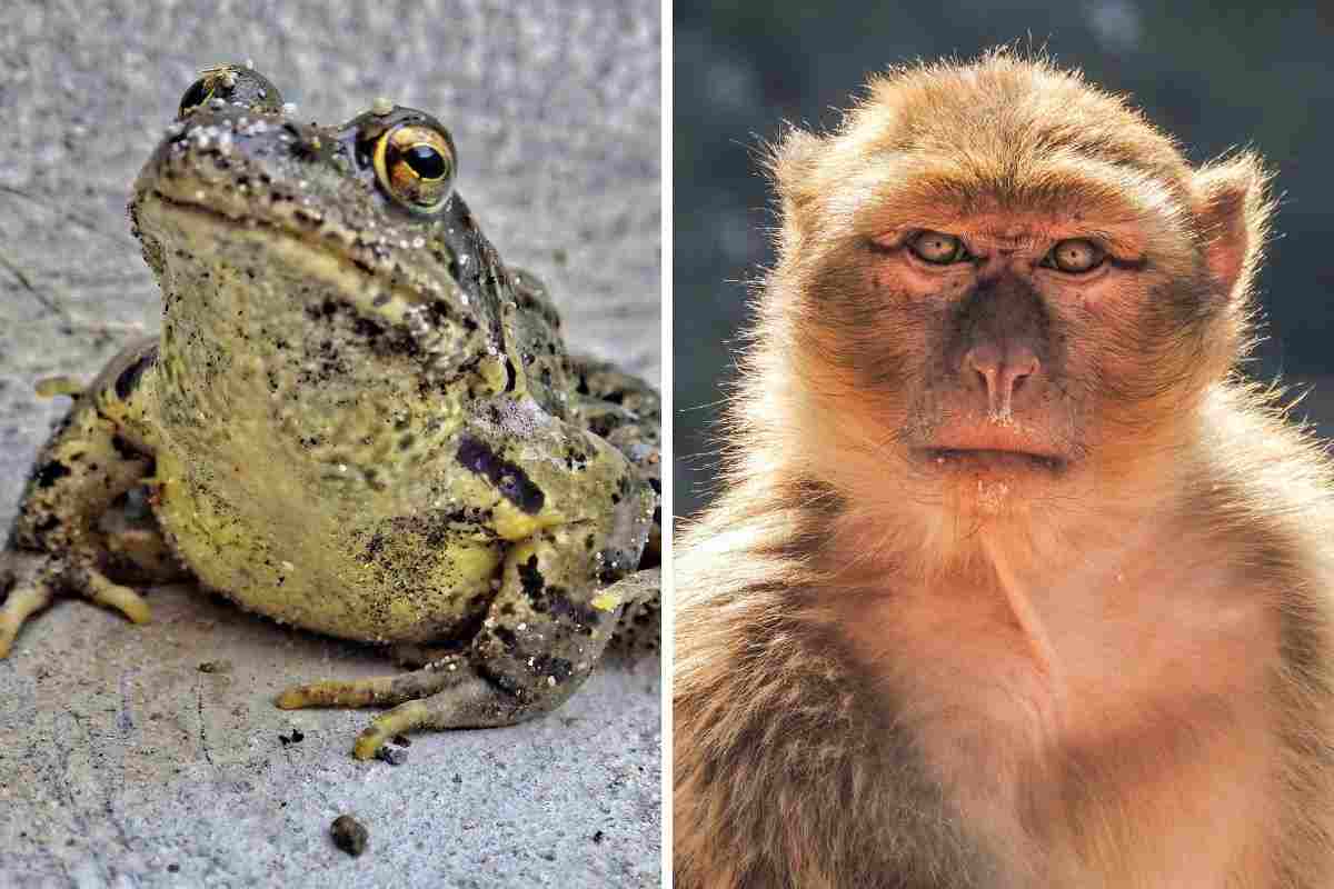 rana e macaco