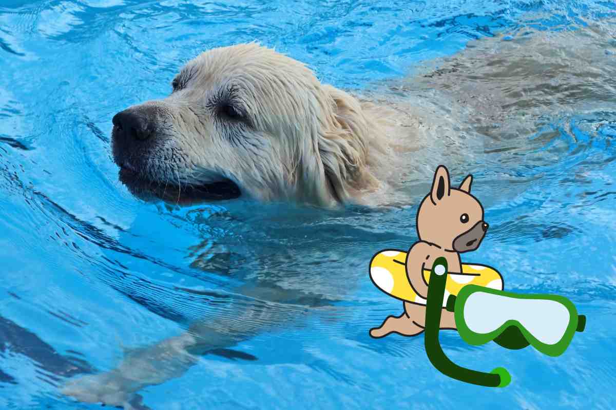 razze di cani che amano l'acqua