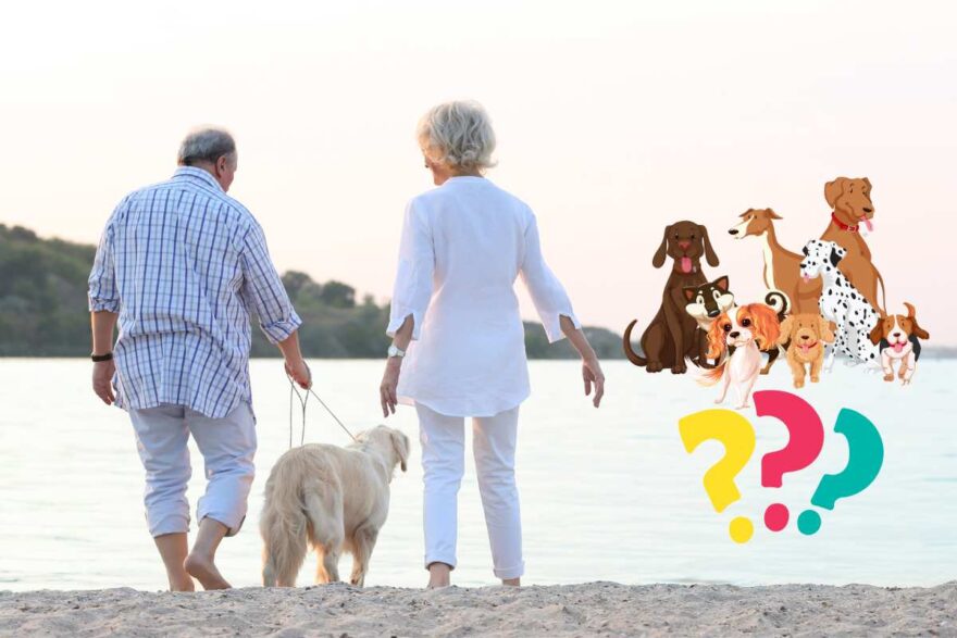 razze di cani per persone anziane