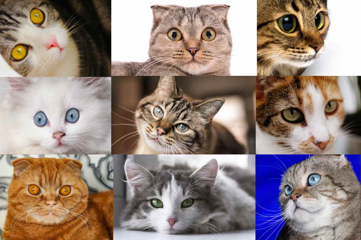 razze di gatti con occhi grandi