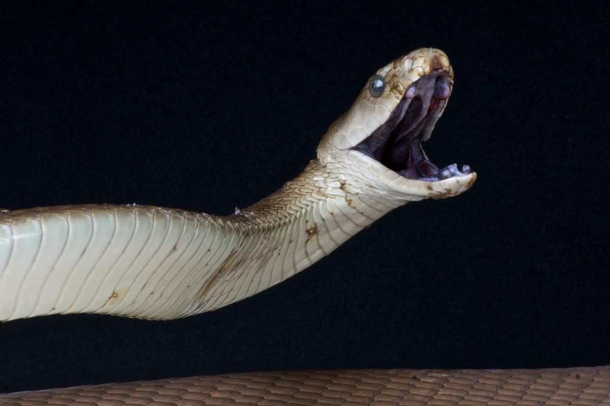 serpente con bocca aperta