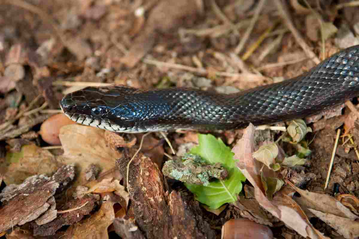 serpente striscia tra foglie