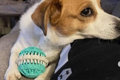 Cane gioca con la palla