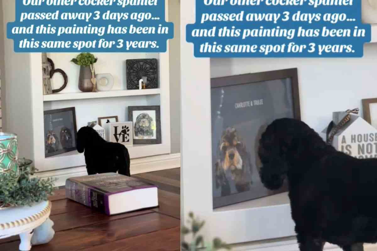 Cagnolina piange e vive il lutto