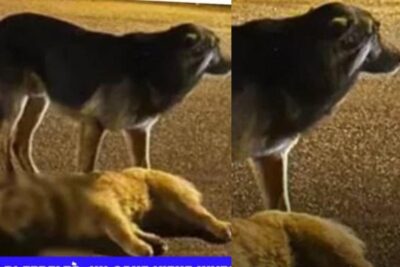 Cane morto con l'amico accanto