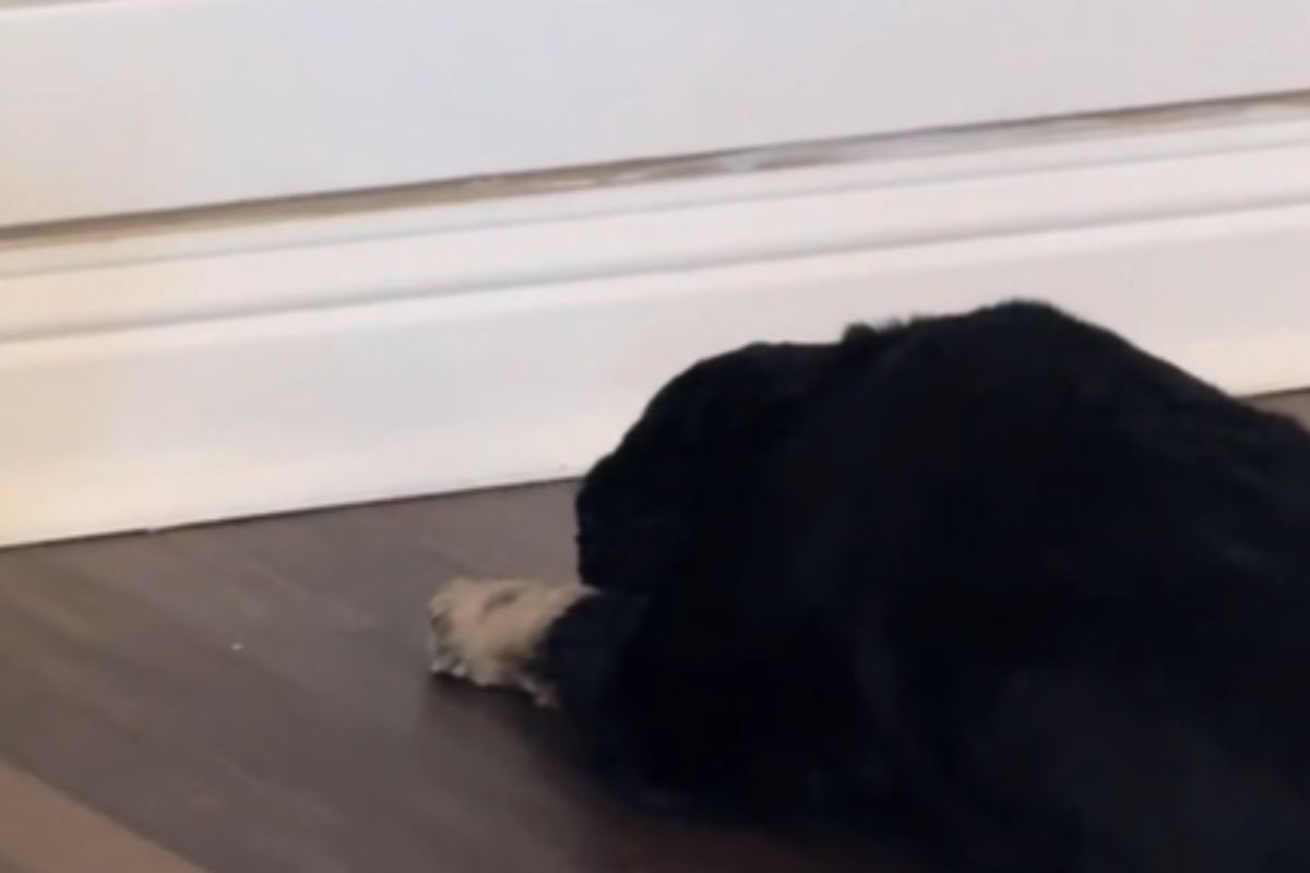 Cane si stende a terra