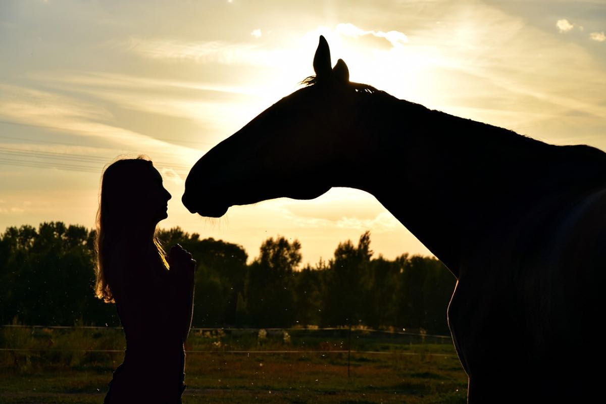 Cavallo di profilo al tramonto di fronte al volto di un umano
