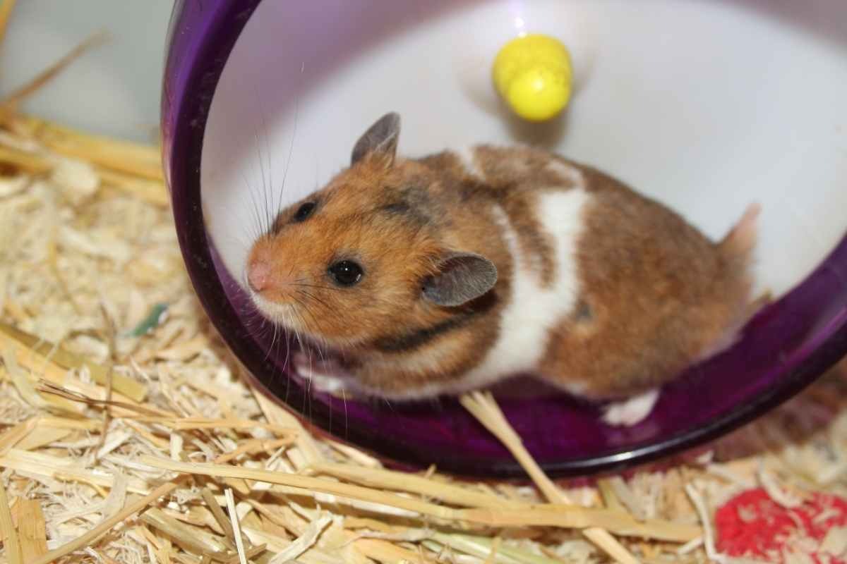 Criceto dentro la ruota