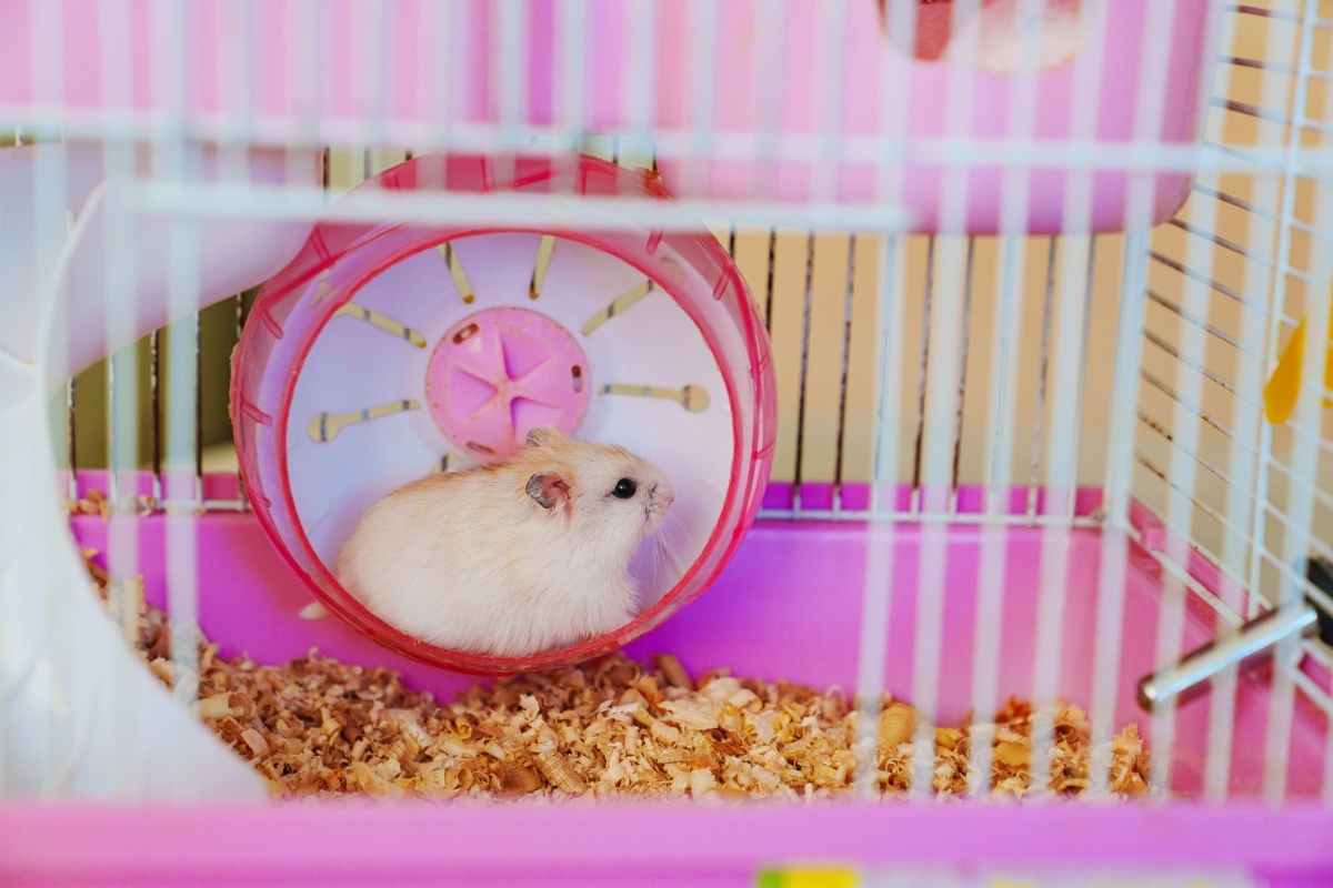 Criceto gioca nella ruota