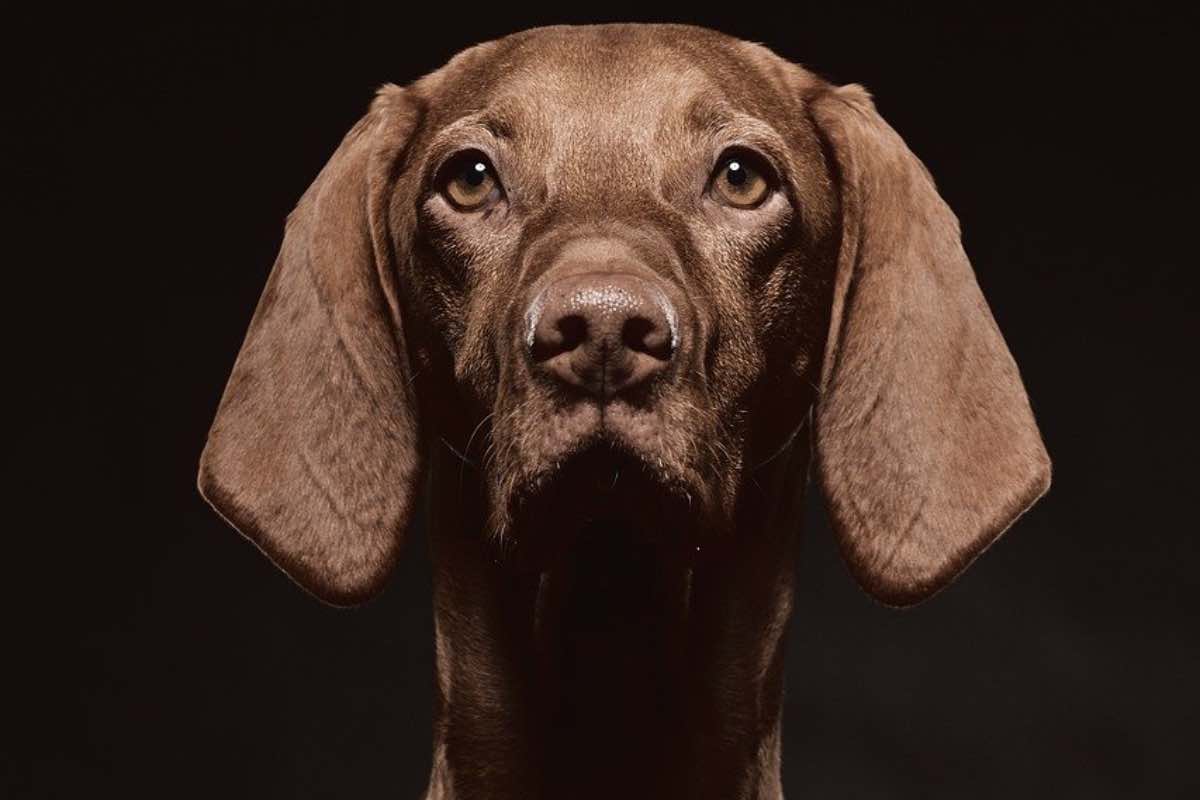 Cane dalle orecchie lunghe su sfondo nero 