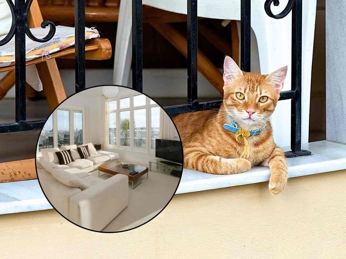 sfondo gatto affacciato al balcone e tondo con appartamento
