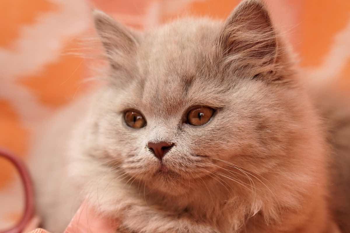 Gatto dal pelo grigio su una coperta arancione 