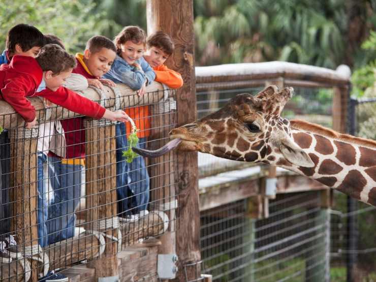 bambini allo zoo salutano giraffa