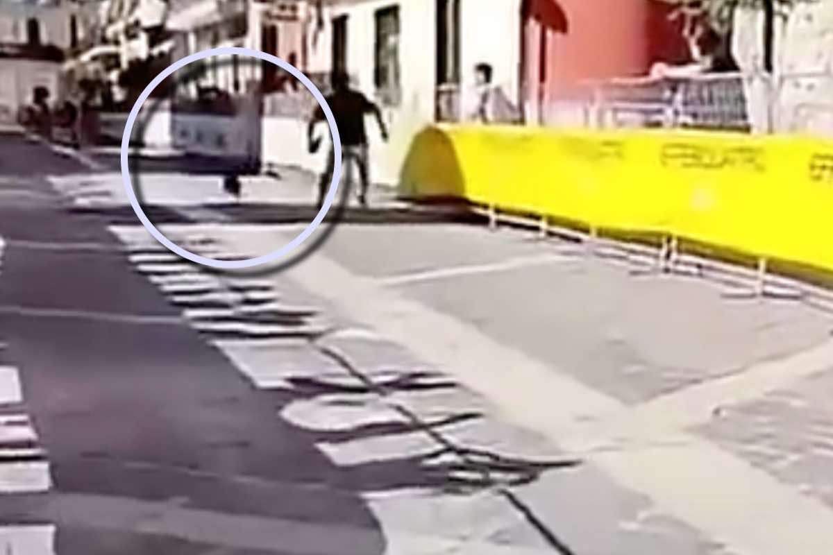 Cane durante gara ciclistica 