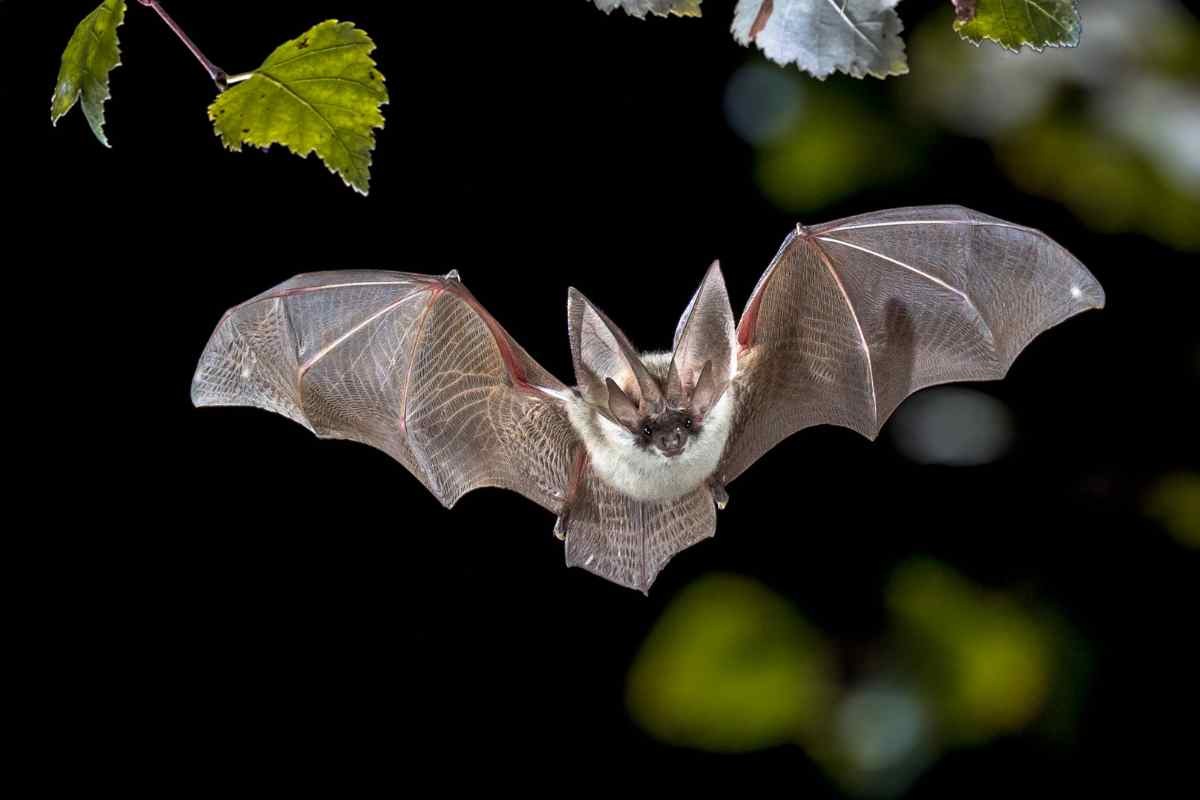 Pipistrello in volo