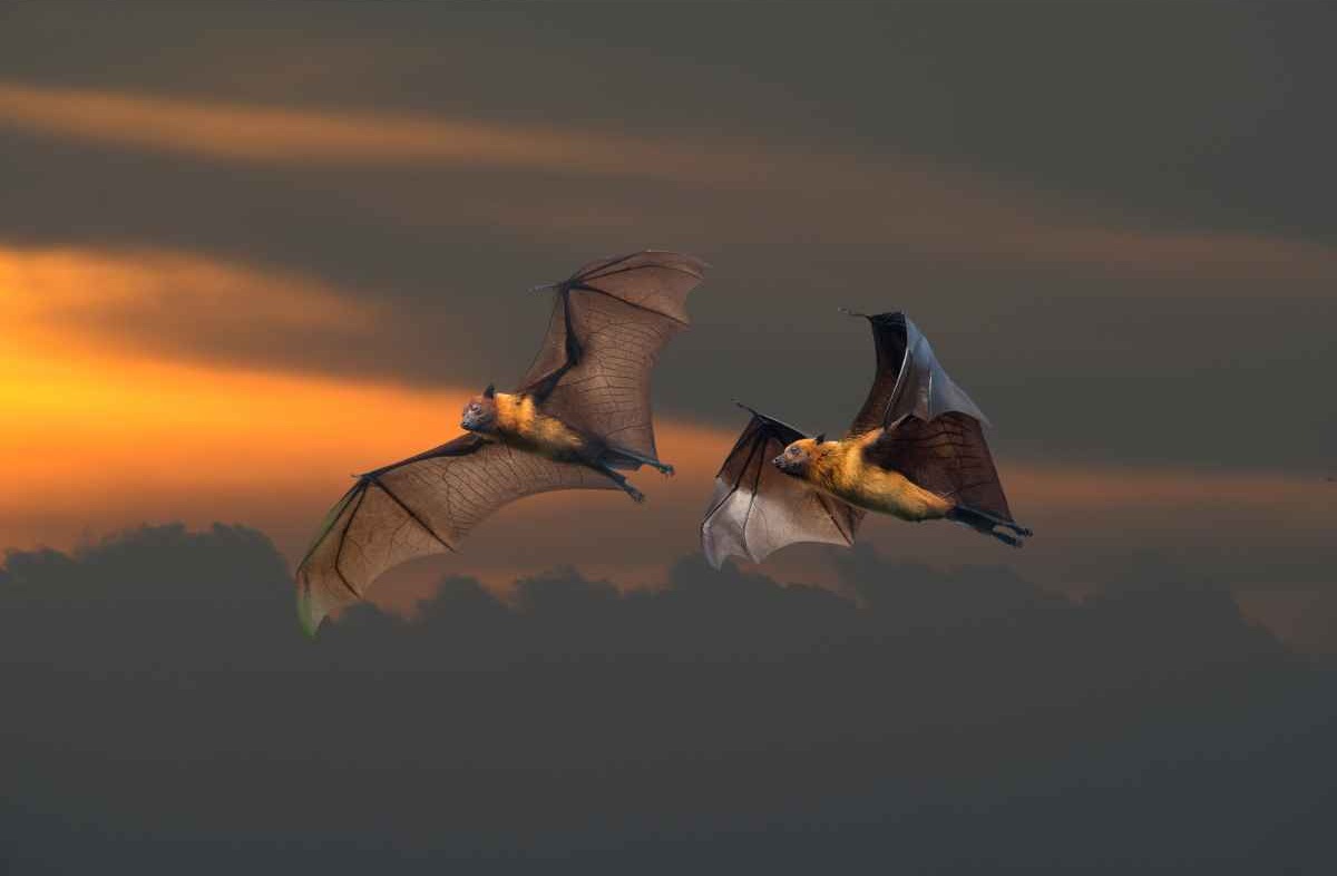 Due pipistrelli in volo notturno