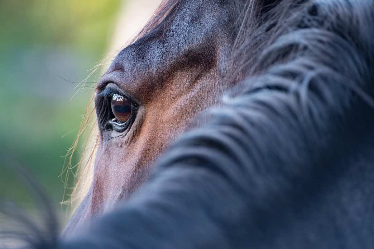 Occhio di un cavallo dal manto di colore marrone 