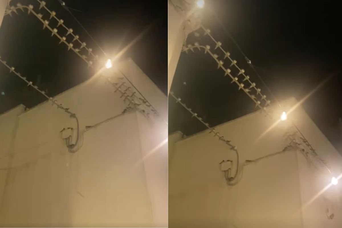 Rondini sui cavi elettrici