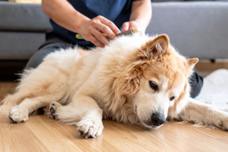 Un padrone che spazzola il proprio cane
