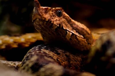 Testa di una vipera che si solleva dalla terra