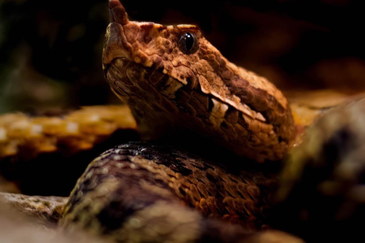 Testa di una vipera che si solleva dalla terra