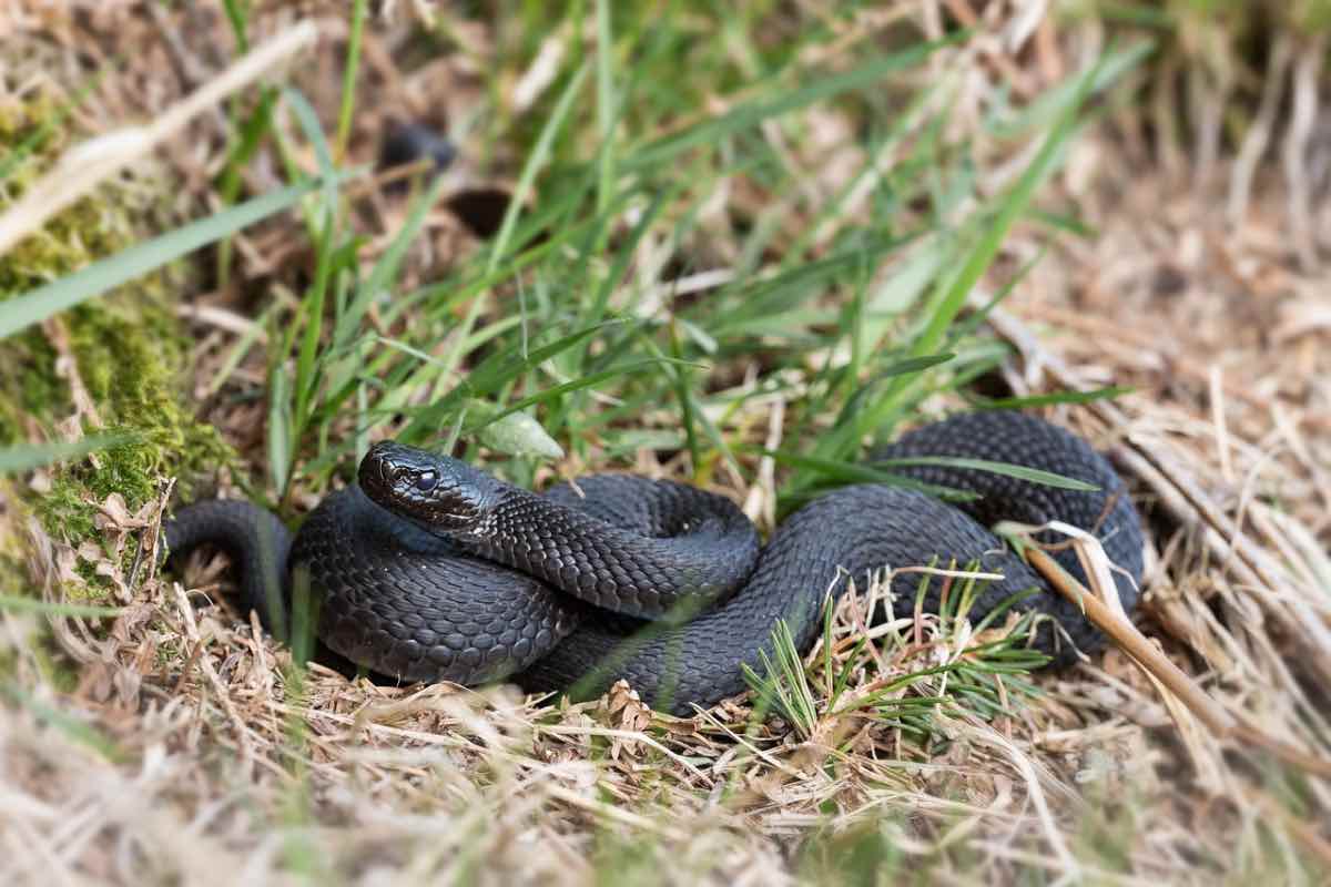 Serpente nero attorcigliato su se stesso nelle sterpaglie