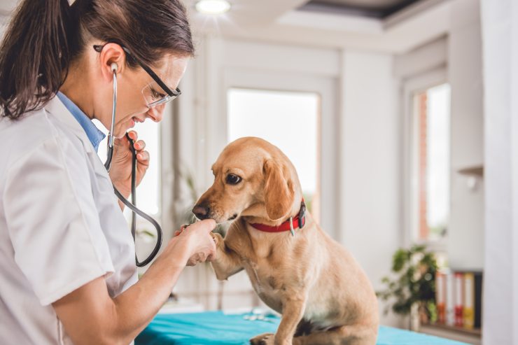 Un cane ed una veterinaria durante una visita