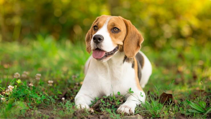beagle