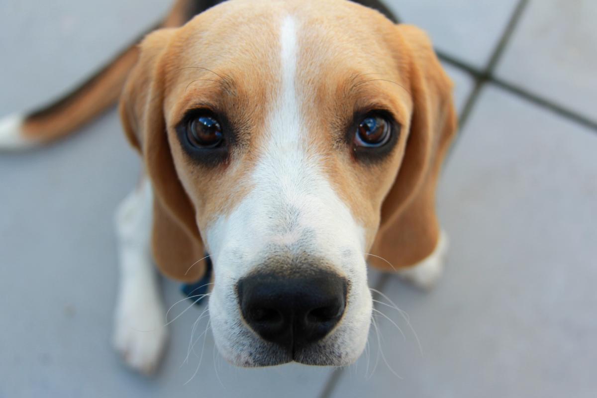 beagle