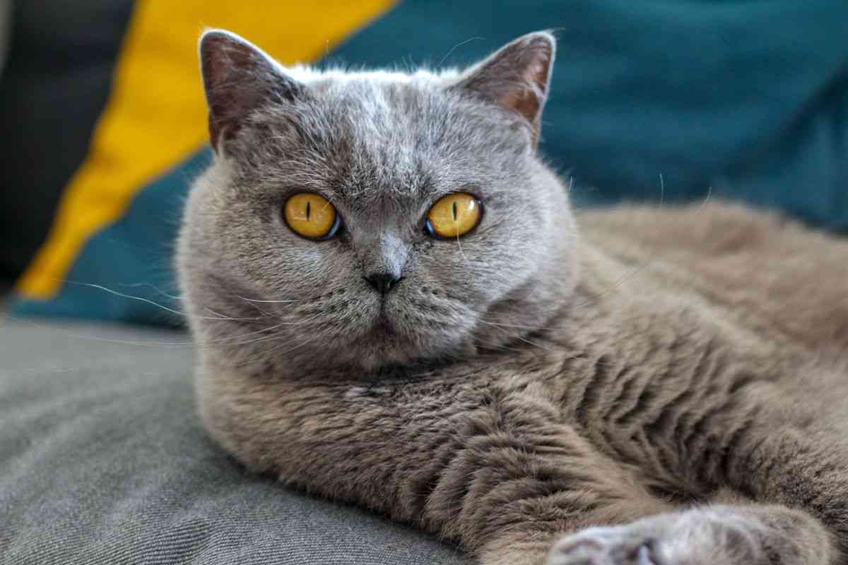 razza British Shorthair