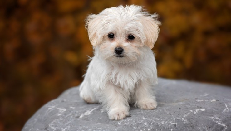 cagnolino spaventato