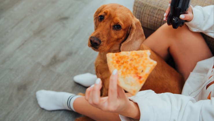 cane guarda la pizza