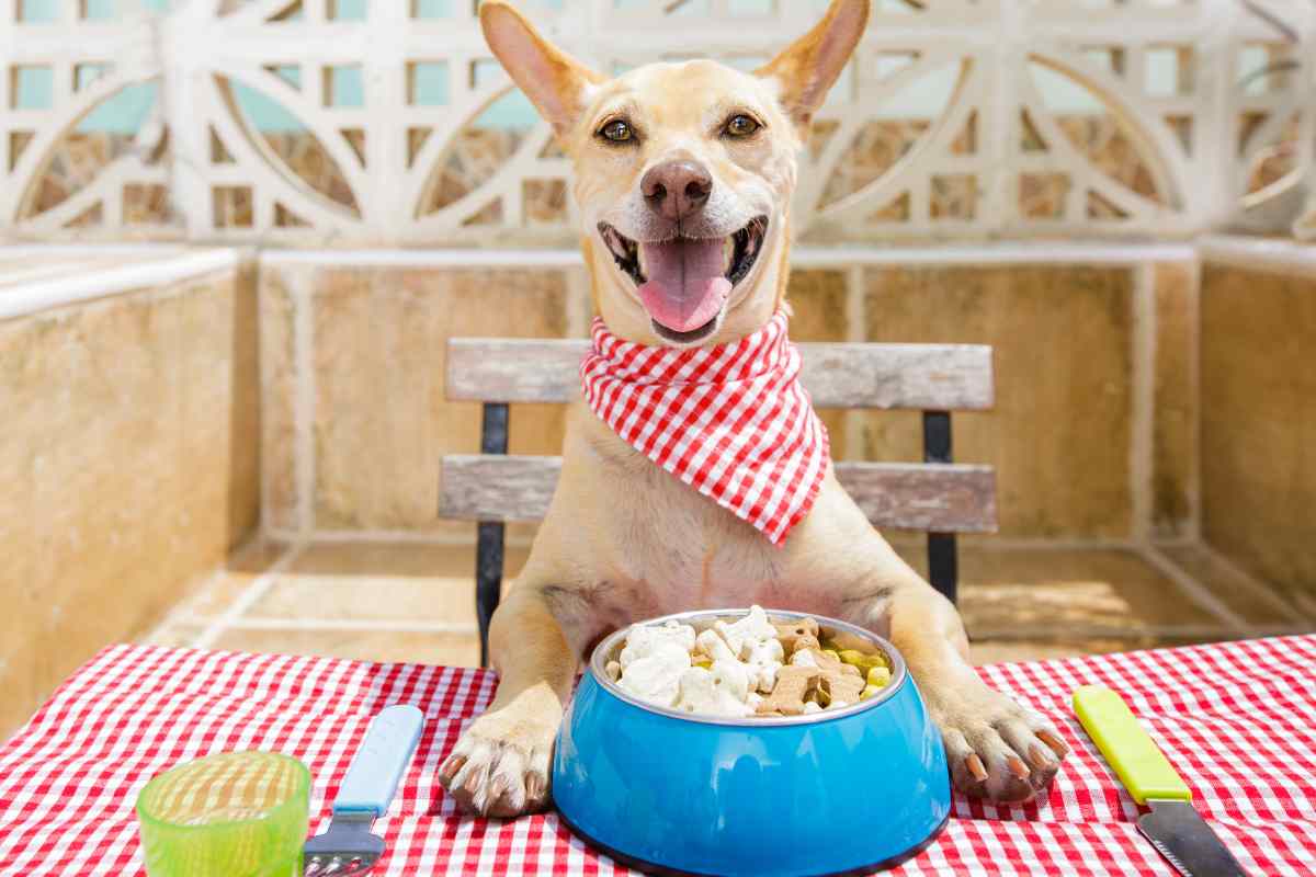 cane mangia dal tavolo