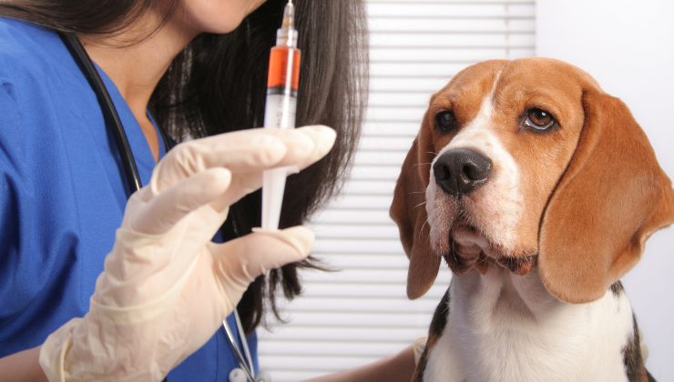 cane riceve il vaccino