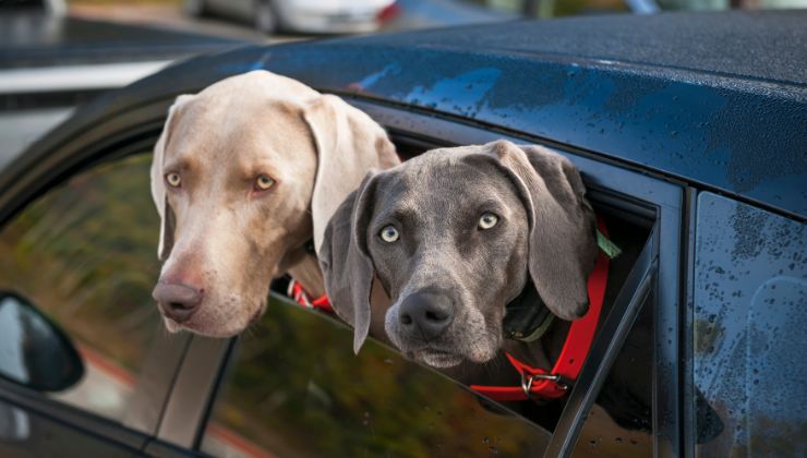 cani in auto