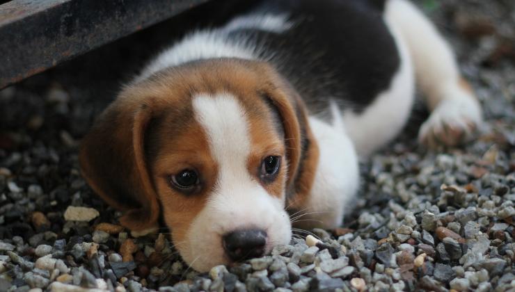 cucciolo di beagle