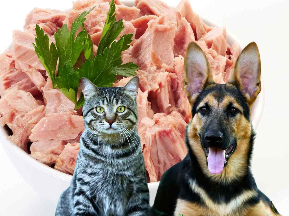 sfondo lattina di tonno con prezzemolo cane e gatto