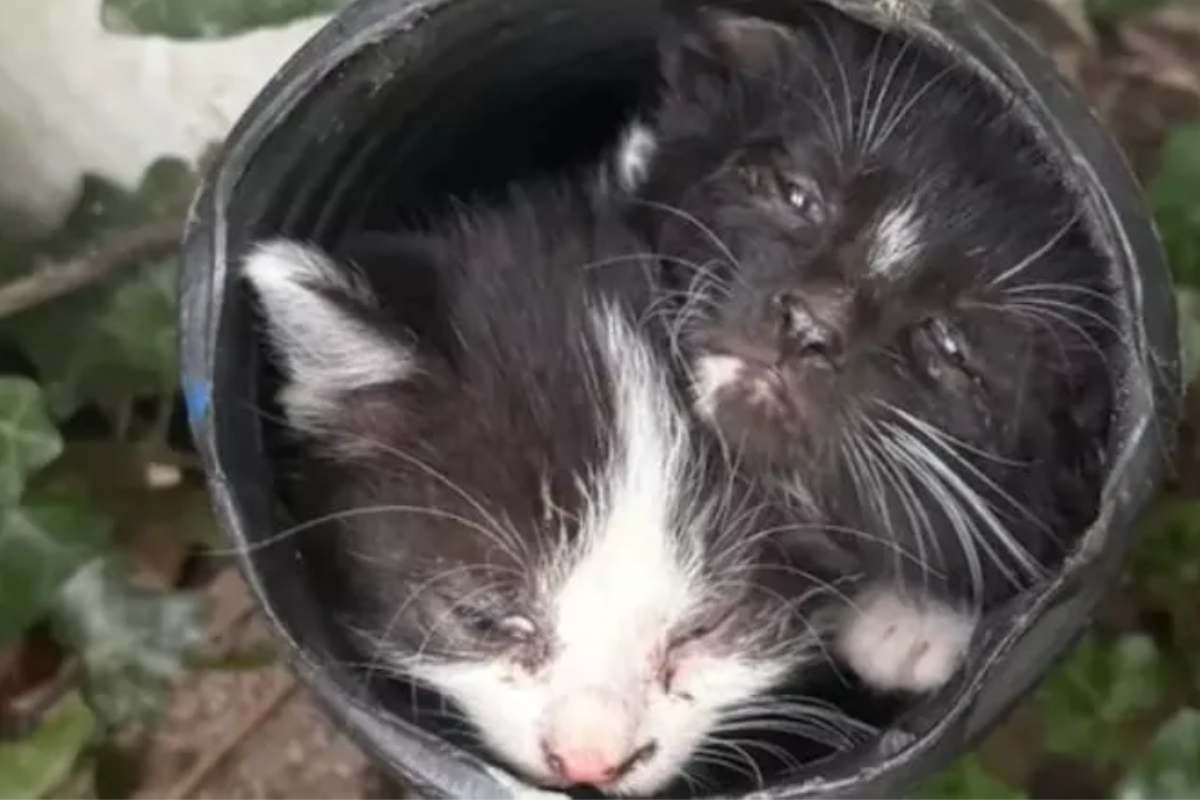 gattini intrappolati nello scarico