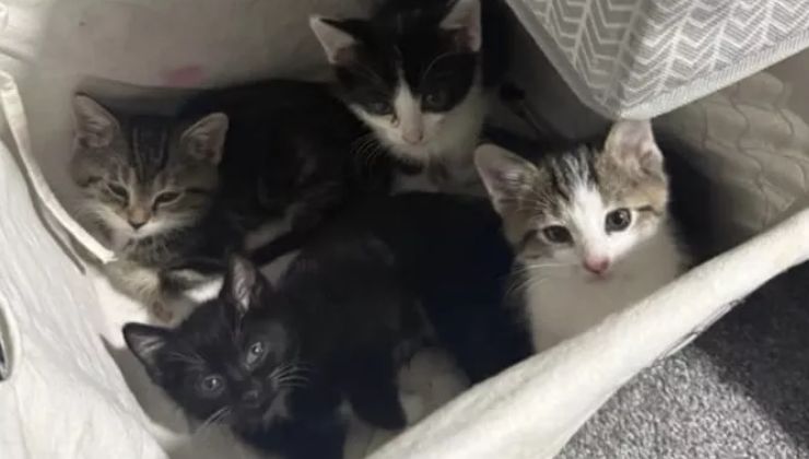 gattini negli scarichi