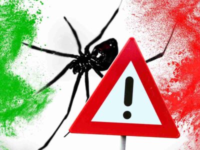 sfondo vedova nera, colori bandiera Italia e segnale pericolo