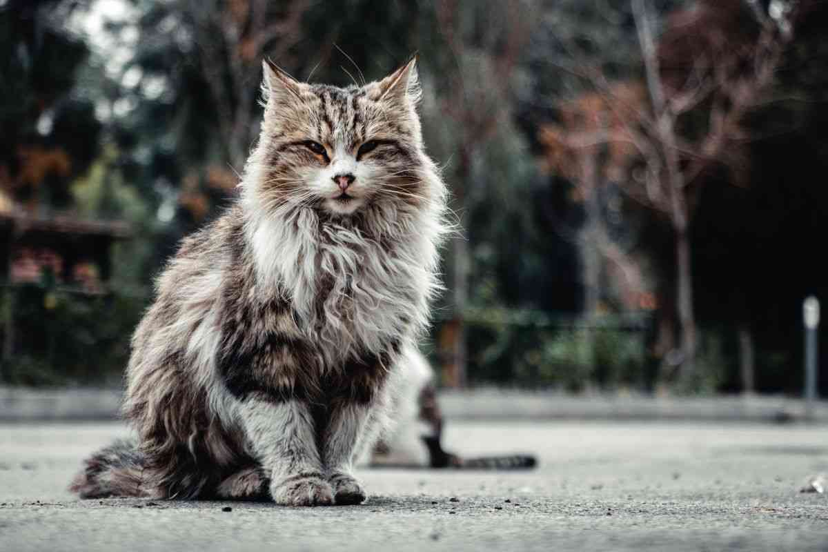 gatto maine coon