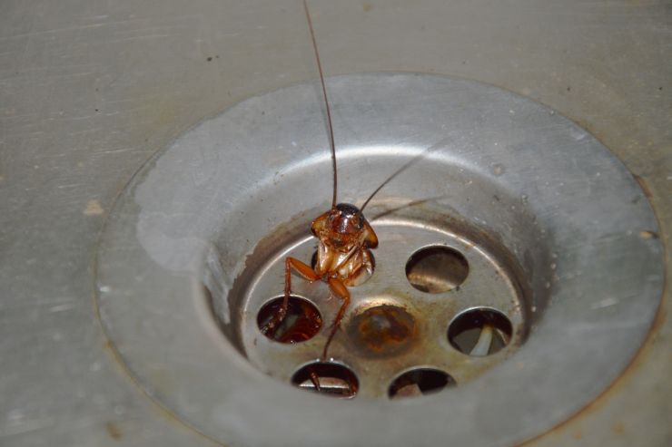 Uno scarafaggio che fuoriesce dal filtro dello scarico del lavandino