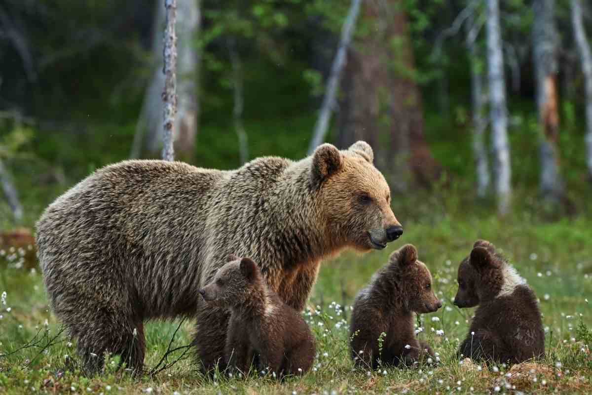 mamma orsa e cuccioli in un prato