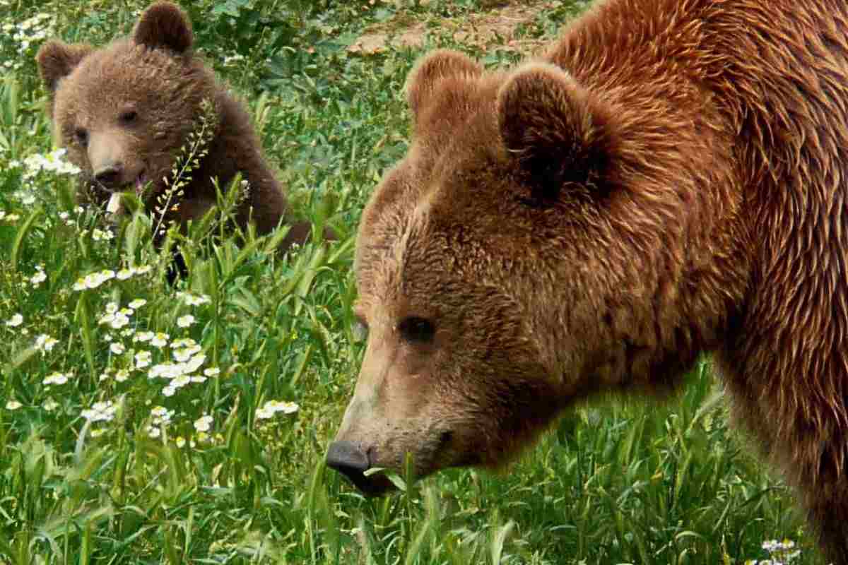 mamma orsa e cucciolo