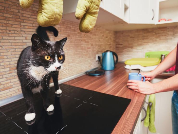 gatto salta sopra la cucina e padrona prende tè 