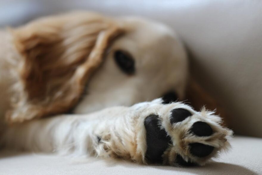 cane sdraiato zampette