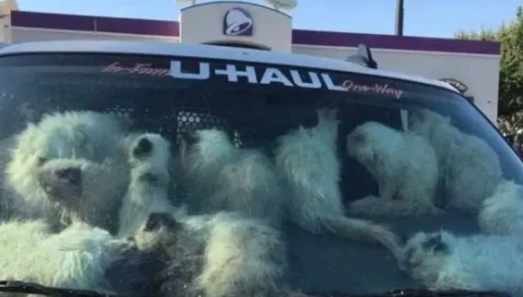 sconvolgente ritrovamento di 134 gatti in un camion
