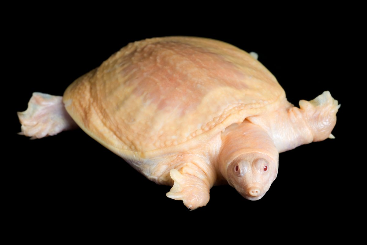 tartaruga albina