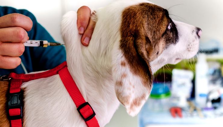vaccino al cane